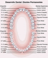 Sistema Estomatognático
