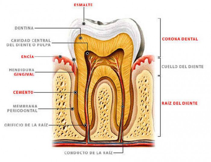 Estructura del Diente